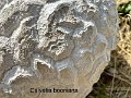 Calvatia booniana-amf1165-1